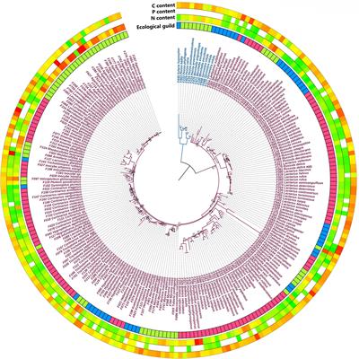 Variation of carbon, nitrogen and phosphorus content in fungi reflects their ecology and phylogeny